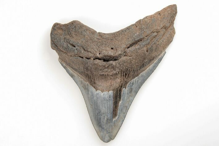 Serrated, Fossil Megalodon Tooth - South Carolina #196848
